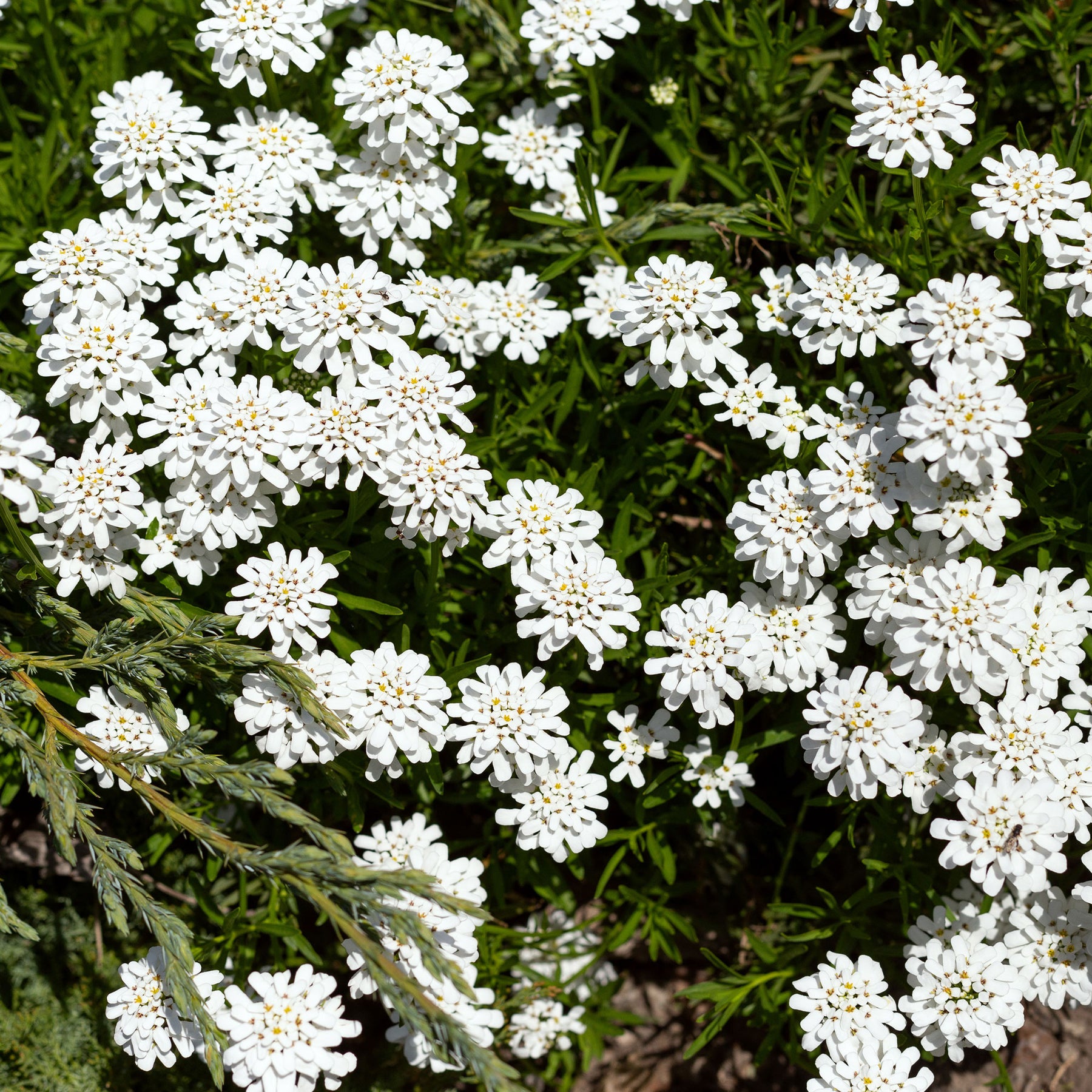 Scheefbloem 'Weisser Zwerg' - Willemse