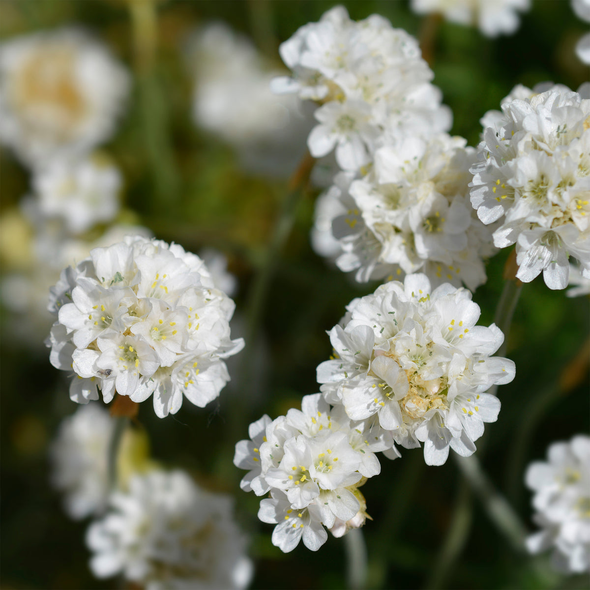 Verkoop Engels gras 'Alba' - Armeria maritima alba