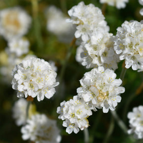Verkoop Engels gras 'Alba' - Armeria maritima alba
