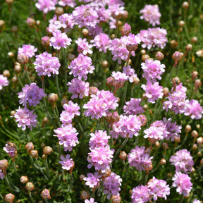 Spaans gras - Engels gras Rosea - Armeria maritima Rosea Compacta