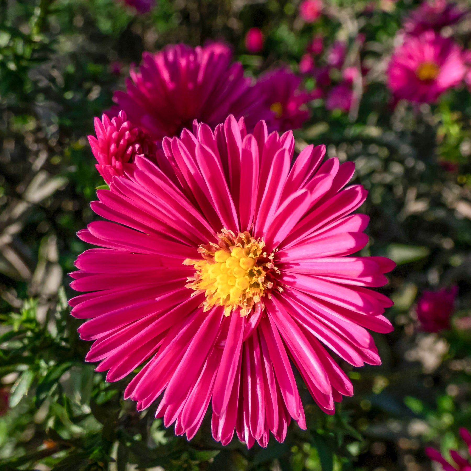 Herfstaster 'Jenny' - Aster dumosus jenny - Willemse