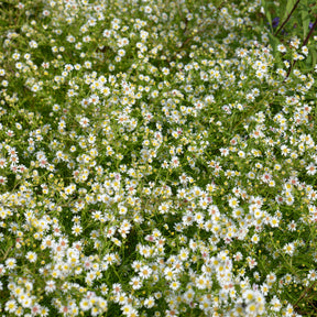 Aster Snowflurry - Aster ericoides Snowflurry - Willemse