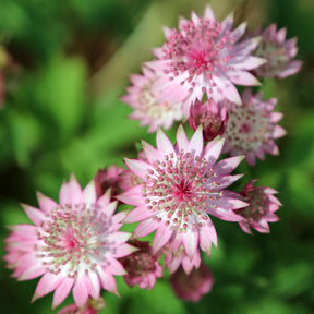 Zeeuws knoopje - Willemse