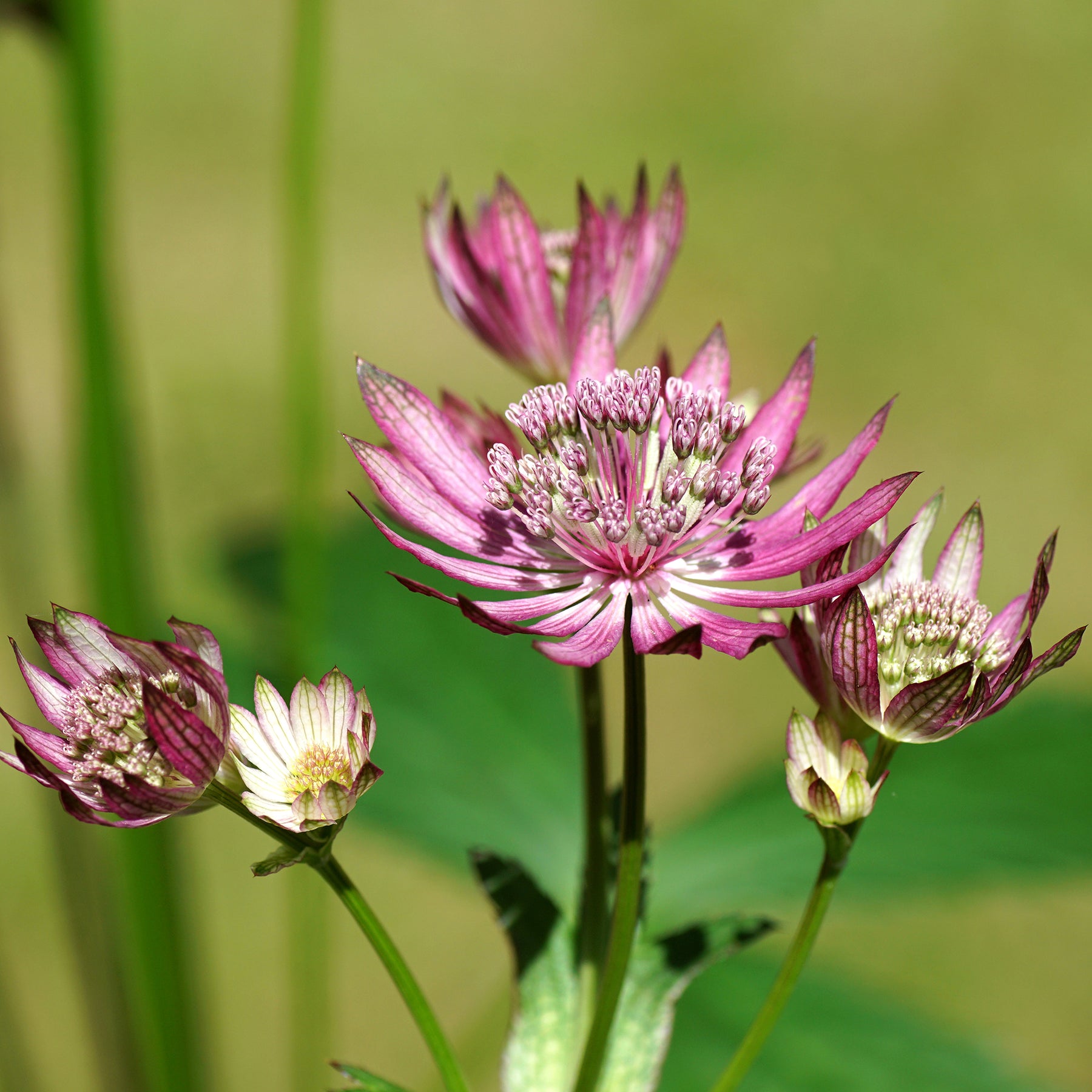 Zeeuws knoopje Primadonna - Willemse