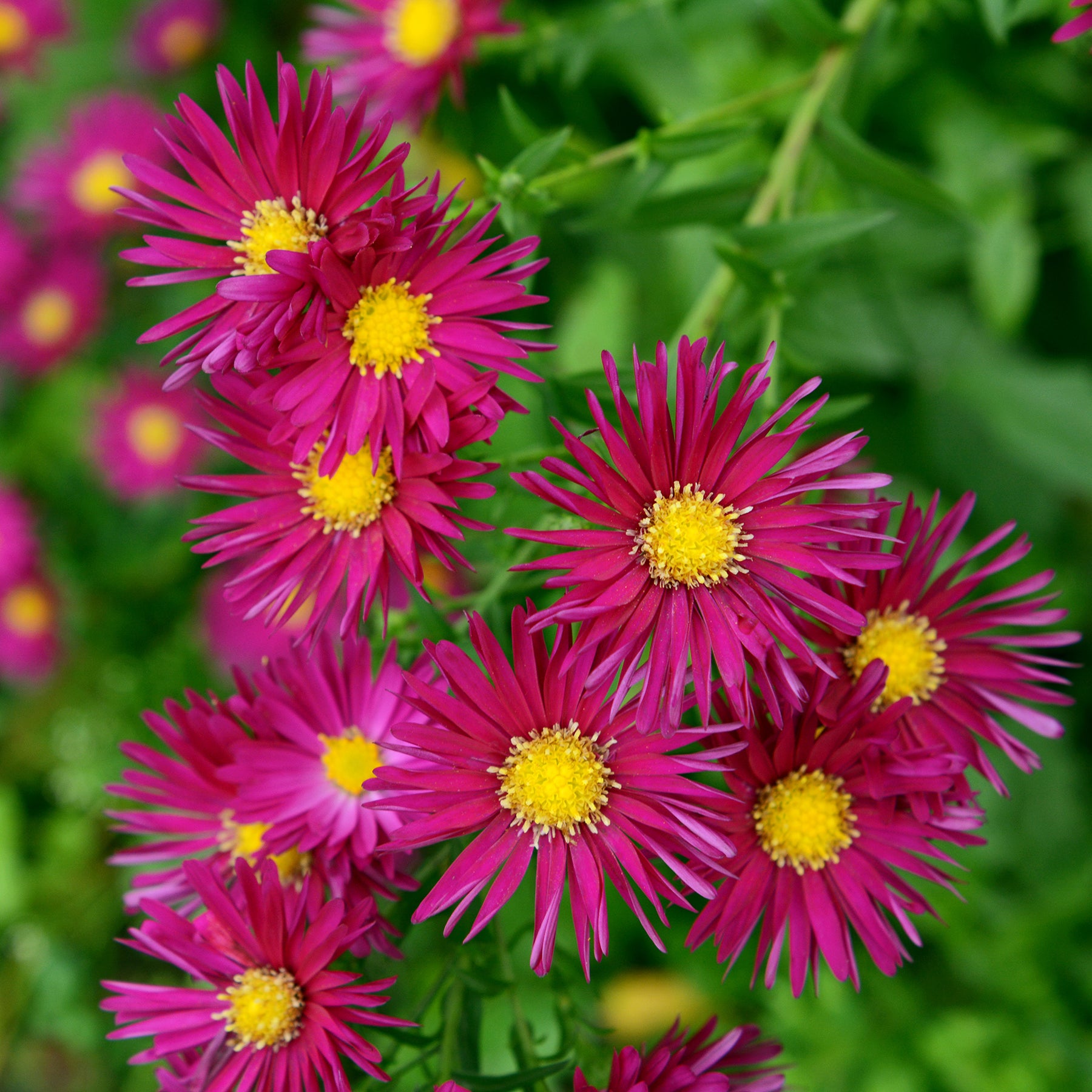 Aster  Crimson Brocade - Willemse