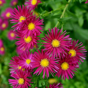 Aster  Crimson Brocade - Willemse
