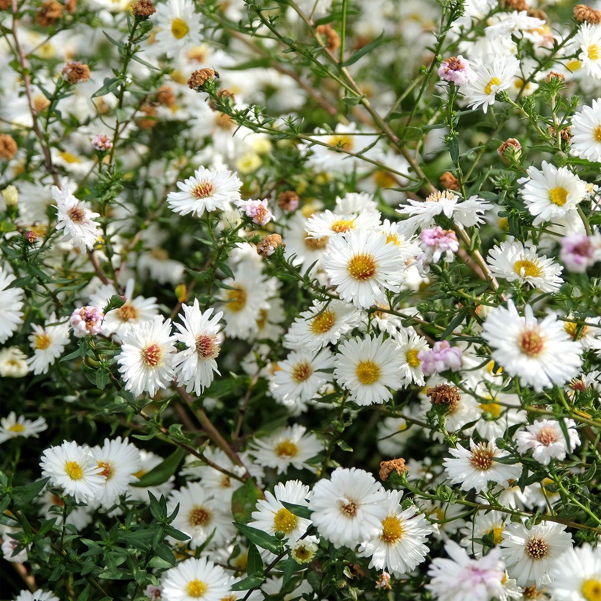 Herfstaster 'White Ladies' - Aster novi-belgii white ladies - Willemse