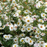 Herfstaster 'White Ladies' - Aster novi-belgii white ladies - Willemse