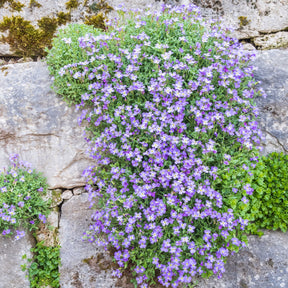 Randjesbloem / Blauwkussen Cascade Blue - Aubrieta Cascade Blue - Willemse