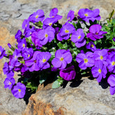 Randjesbloem / Blauwkussen Cascade Purple - Aubrieta Cascade Purple - Willemse