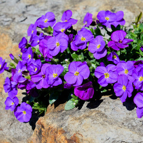 Randjesbloem / Blauwkussen Cascade Purple - Aubrieta Cascade Purple - Willemse
