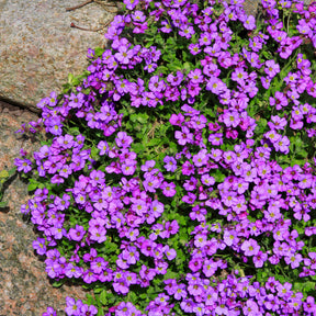 Aubrieta - Randjesbloem / Blauwkussen Hamburger Stadtpark - Aubrieta Hamburger Stadtpark