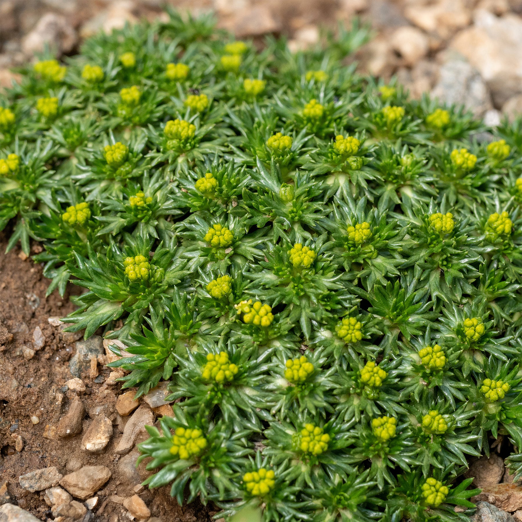 Vaste planten - Andeskruid - Azorella trifurcata