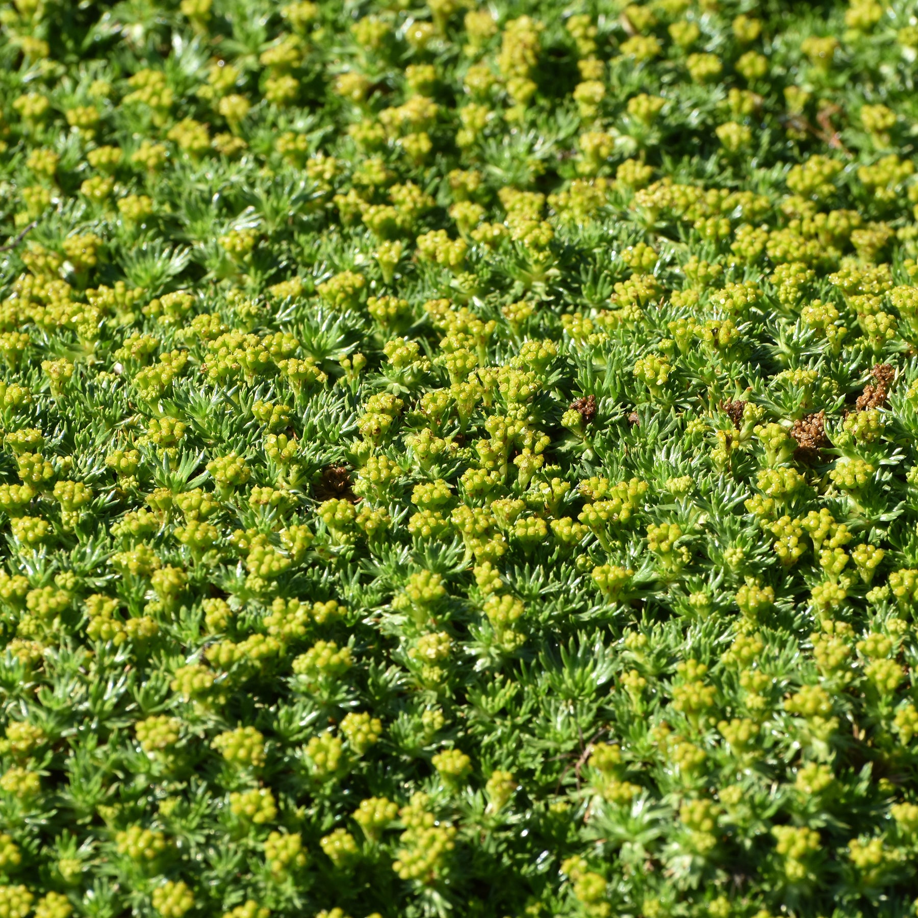 Verkoop Andeskruid - Azorella trifurcata