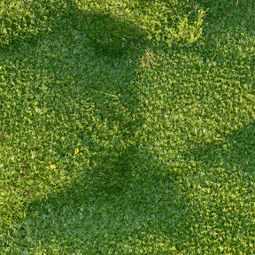 Azorella trifurcata - Andeskruid - Vaste planten