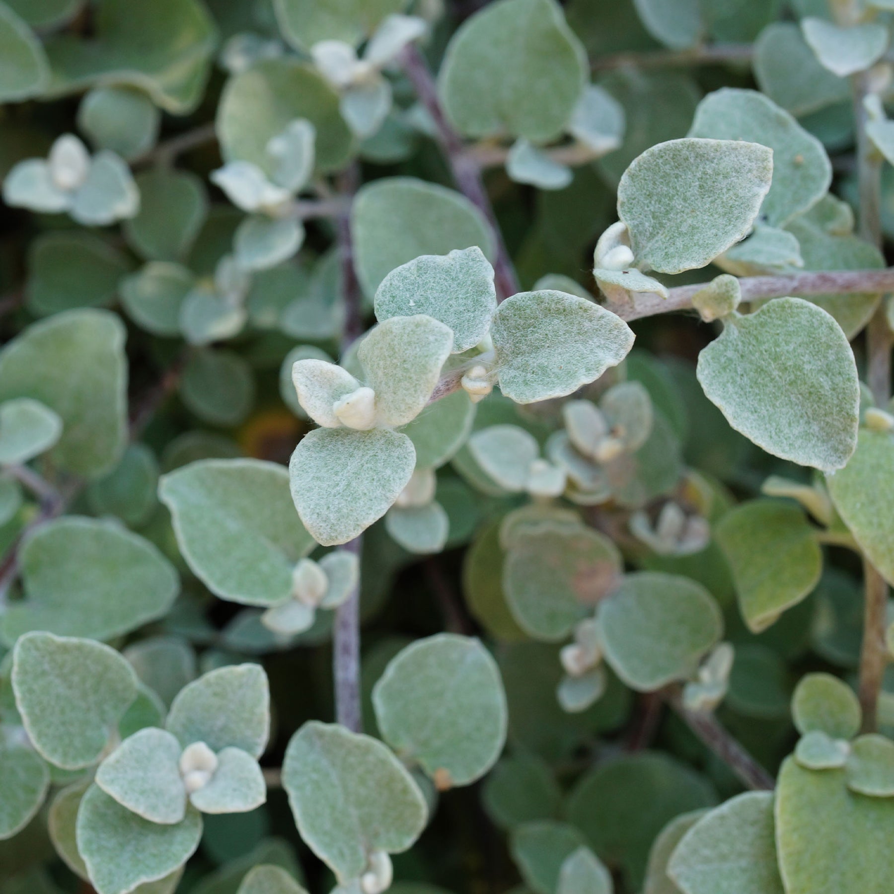 Valse vuurwerkplant - Vaste planten - Willemse