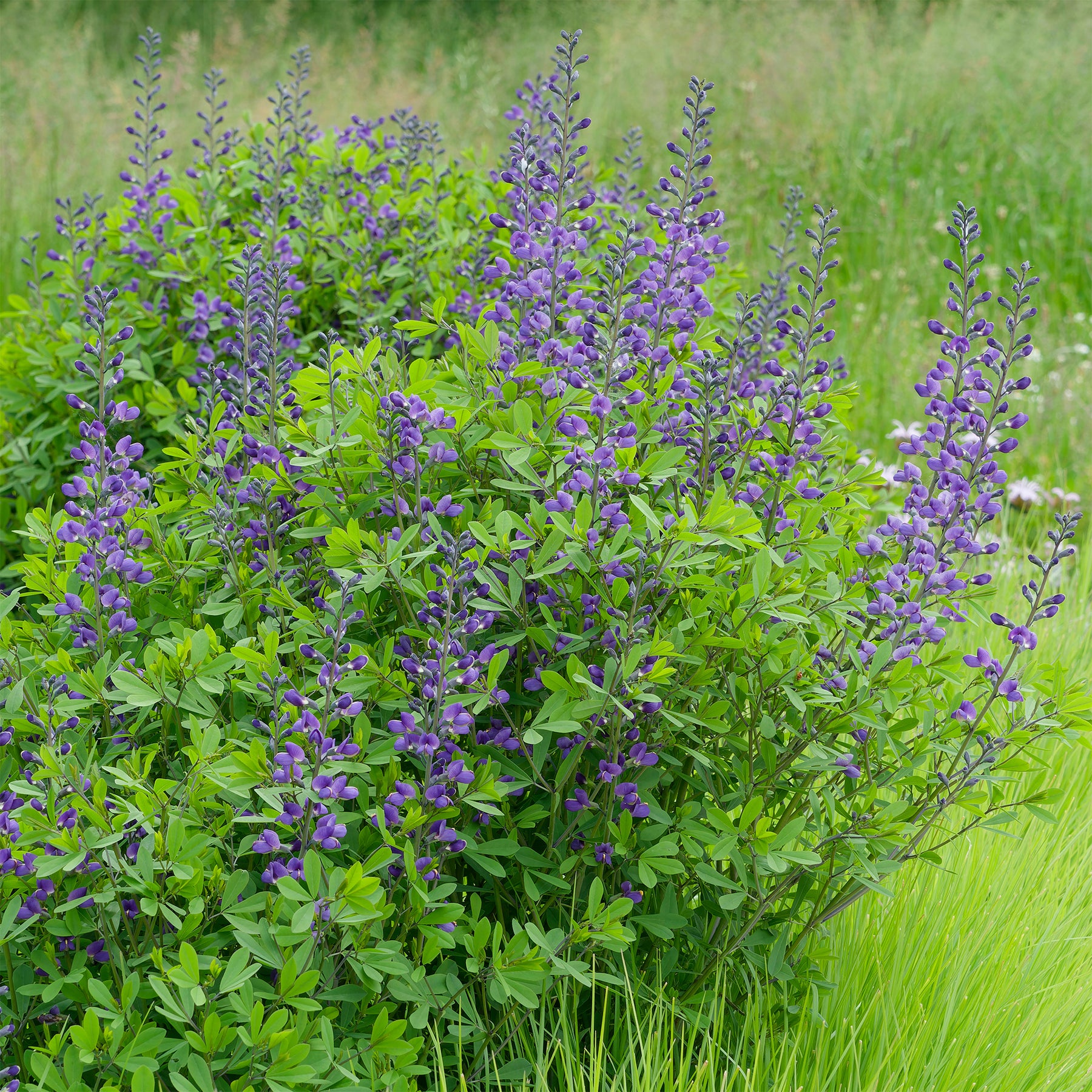 Valse indigo - Baptisia australis - Willemse