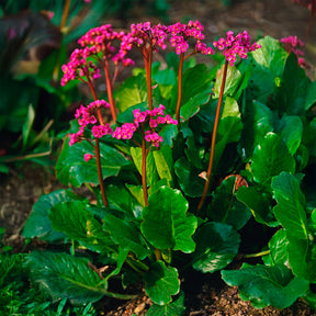 Schoenlappersplant Morgenrote - Willemse