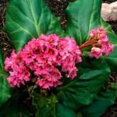 Schoenlappersplant Morgenrote - Bergenia cordifolia Morgenröte - Willemse