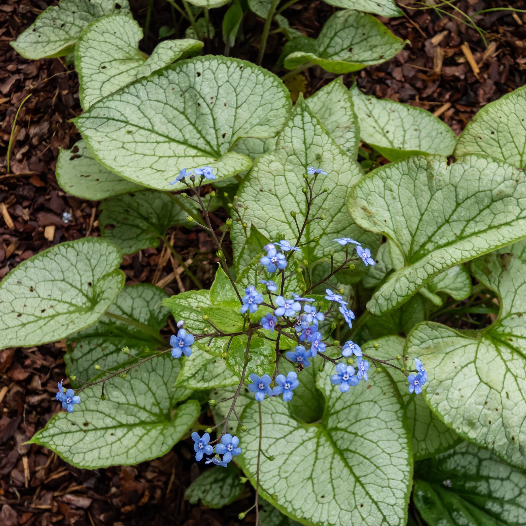 Kaukasisch vergeet-mij-nietje Zilverhart - Brunnera macrophylla Silver Heart - Willemse