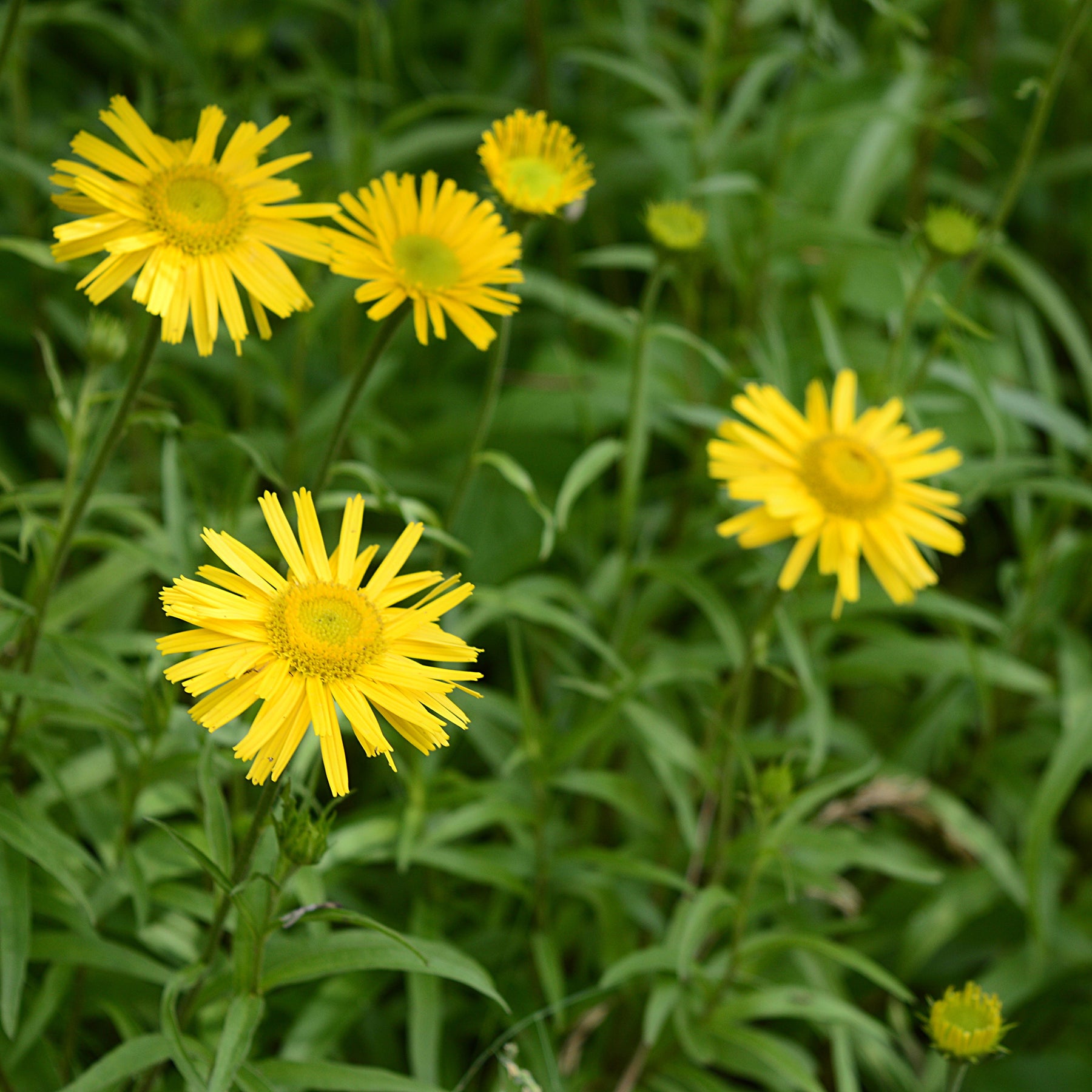 Vaste planten - Koeieoog - Buphthalmum salicifolium