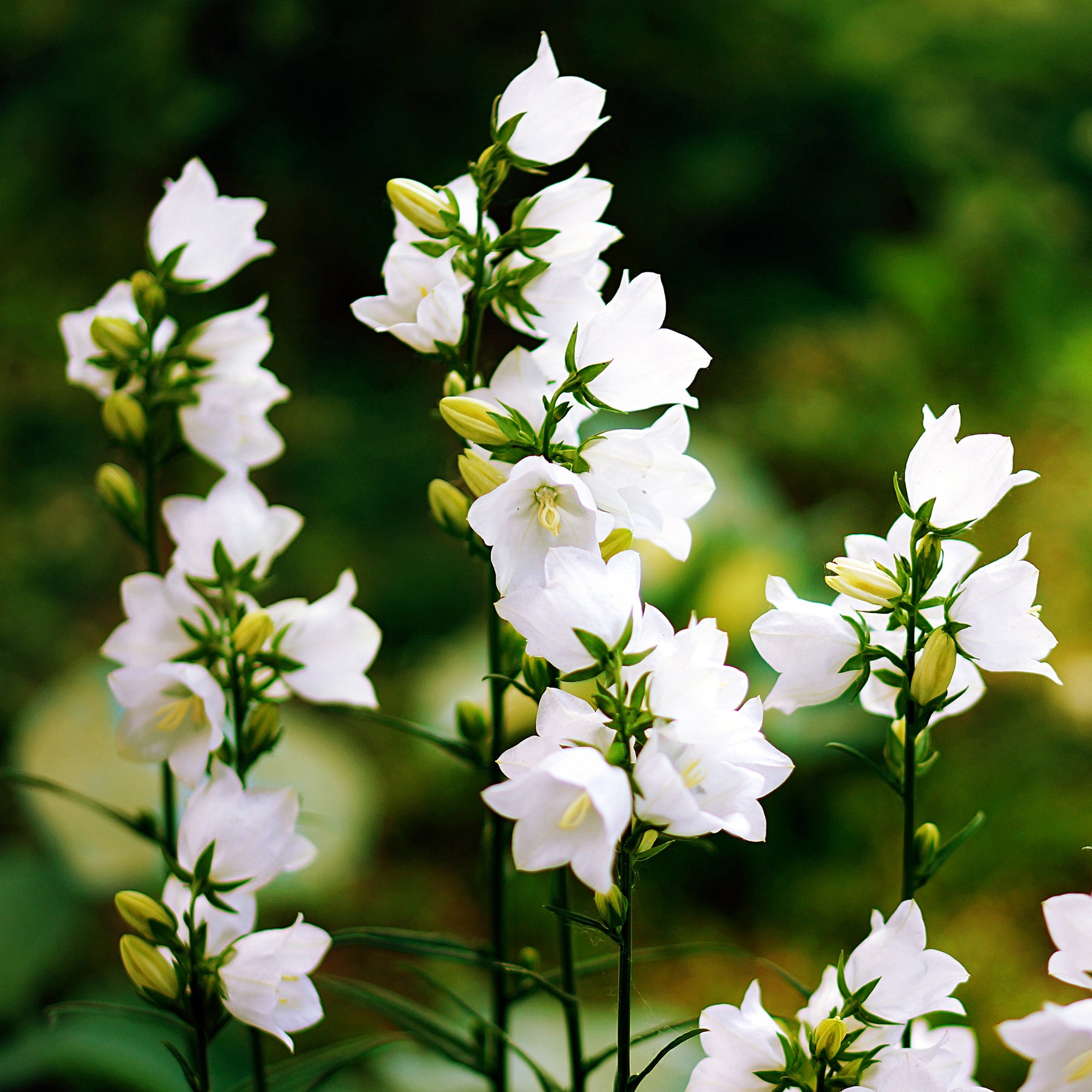 Klokjesbloem Weisse Clips - Campanula carpatica Weisse Clips - Willemse