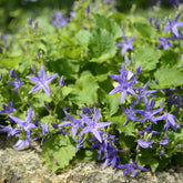 Klokjesbloem - Campanula garganica - Willemse