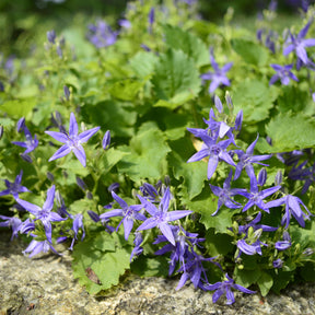 Klokjesbloem - Campanula garganica - Willemse