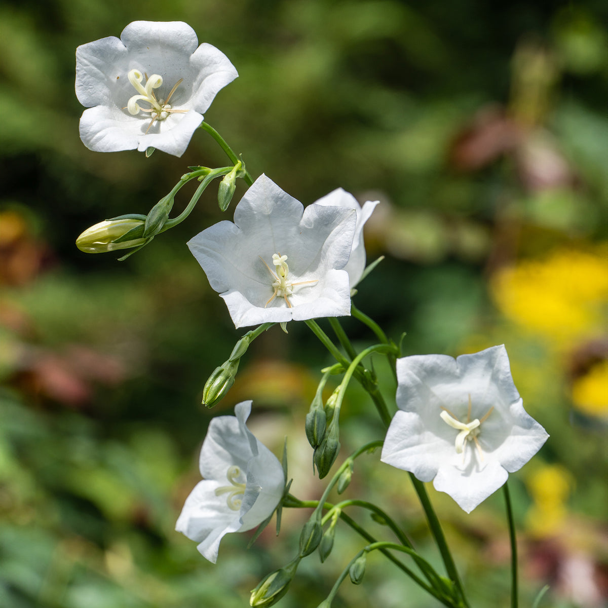 Klokjesbloem - Klokjesbloem Alba - Campanula persicifolia Alba
