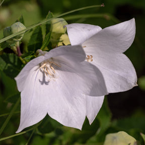 Klokjesbloem Alba - Campanula persicifolia Alba - Willemse