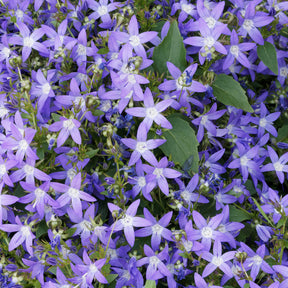 Klokjesbloem - Kruipklokje - Campanula poscharskyana
