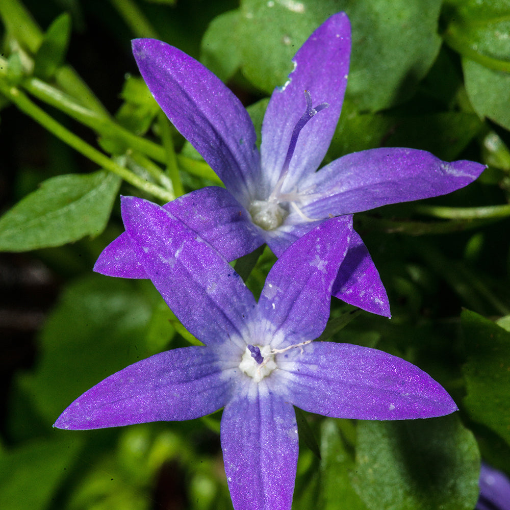 Campanula poscharskyana - Kruipklokje - Klokjesbloem