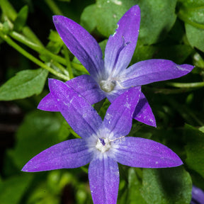 Campanula poscharskyana - Kruipklokje - Klokjesbloem