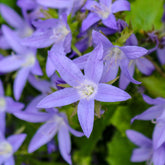 Kruipklokje Stella - Campanula poscharskyana Stella - Willemse