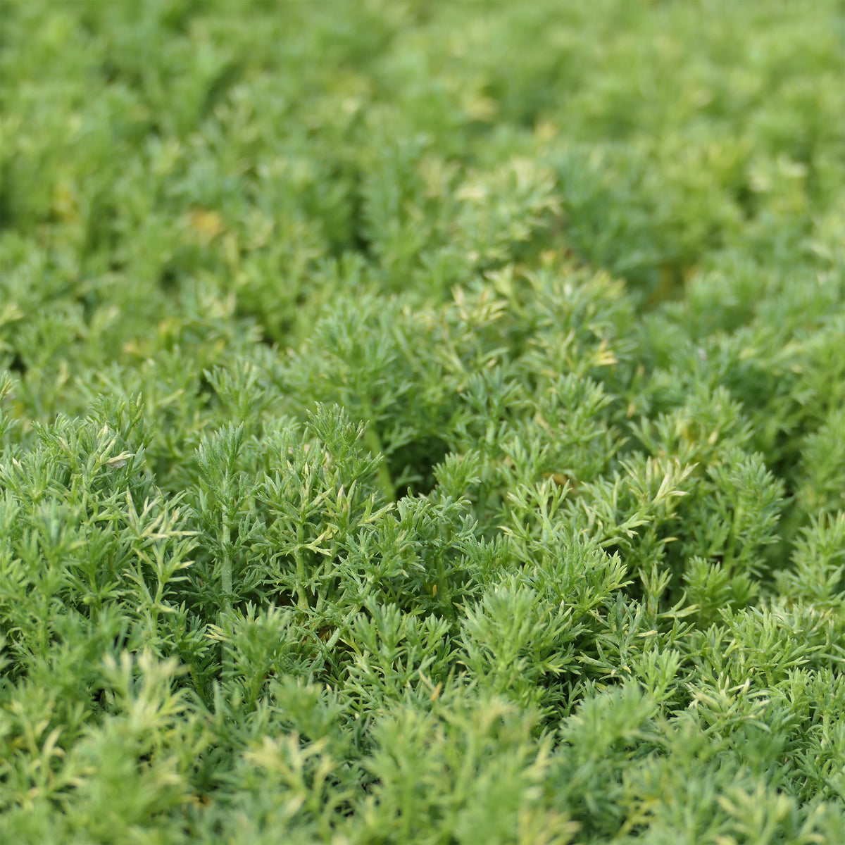 Loopkamille Treneague - Willemse