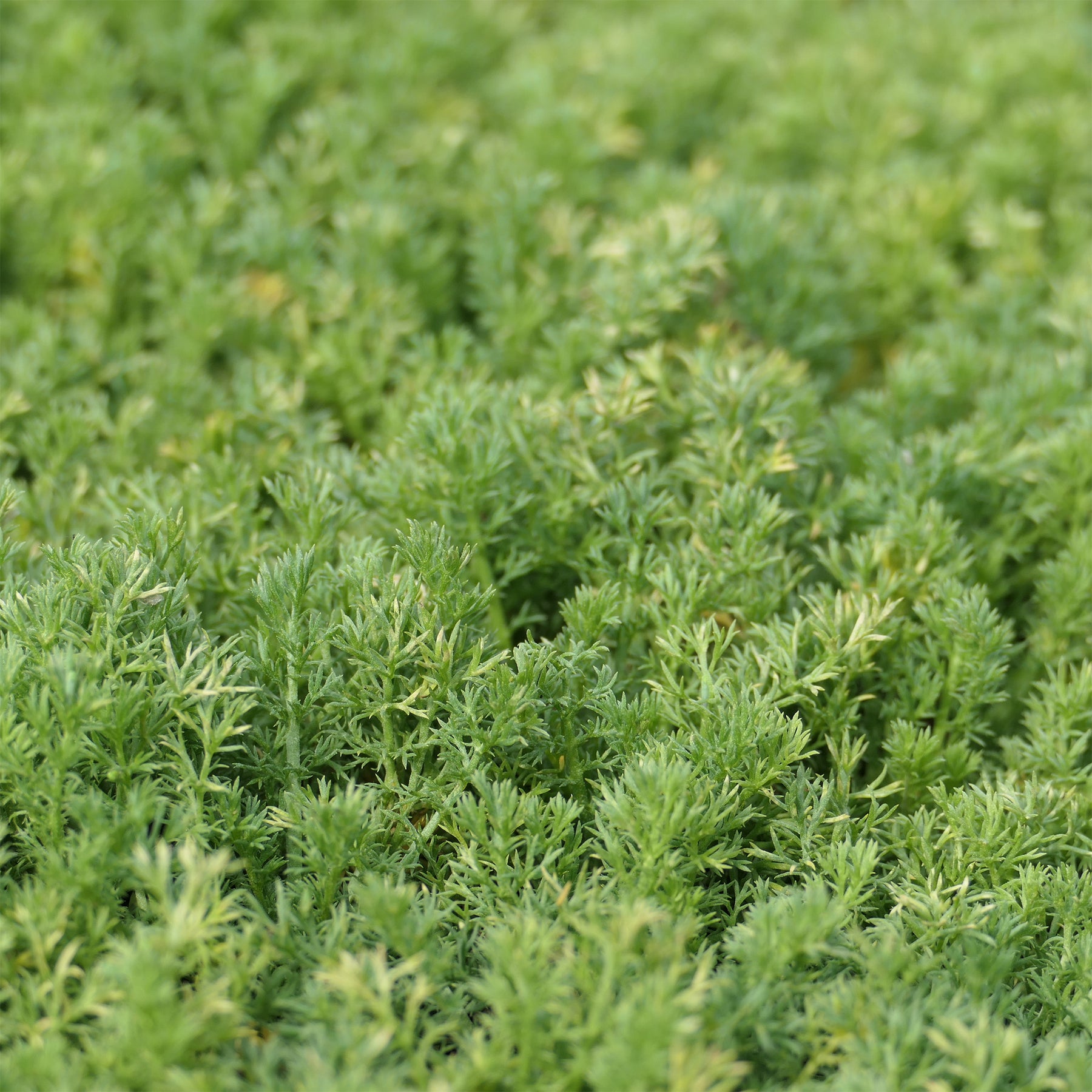 Loopkamille Treneague - Willemse