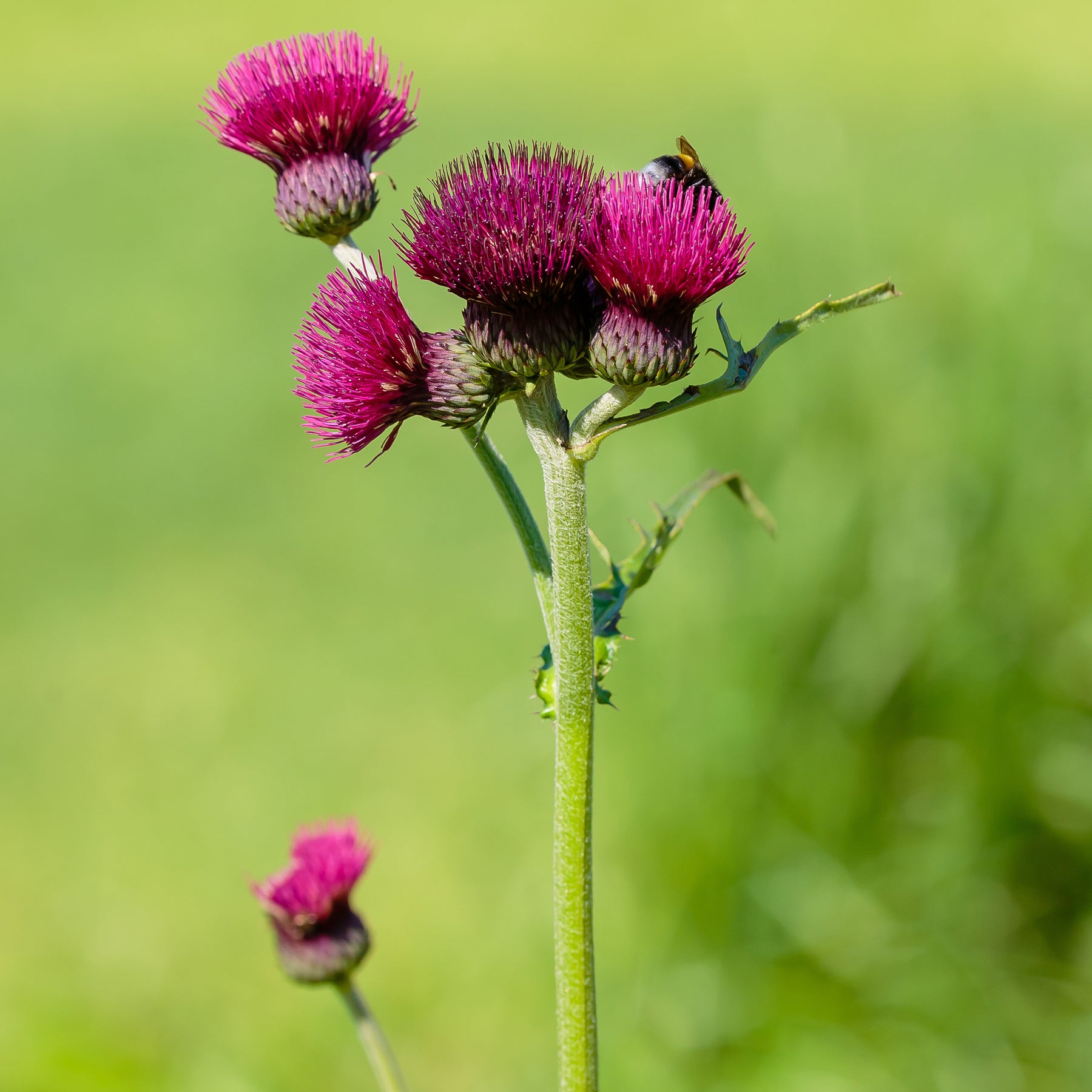Vederdistel - Cirsium rivulare atropurpureum - Willemse