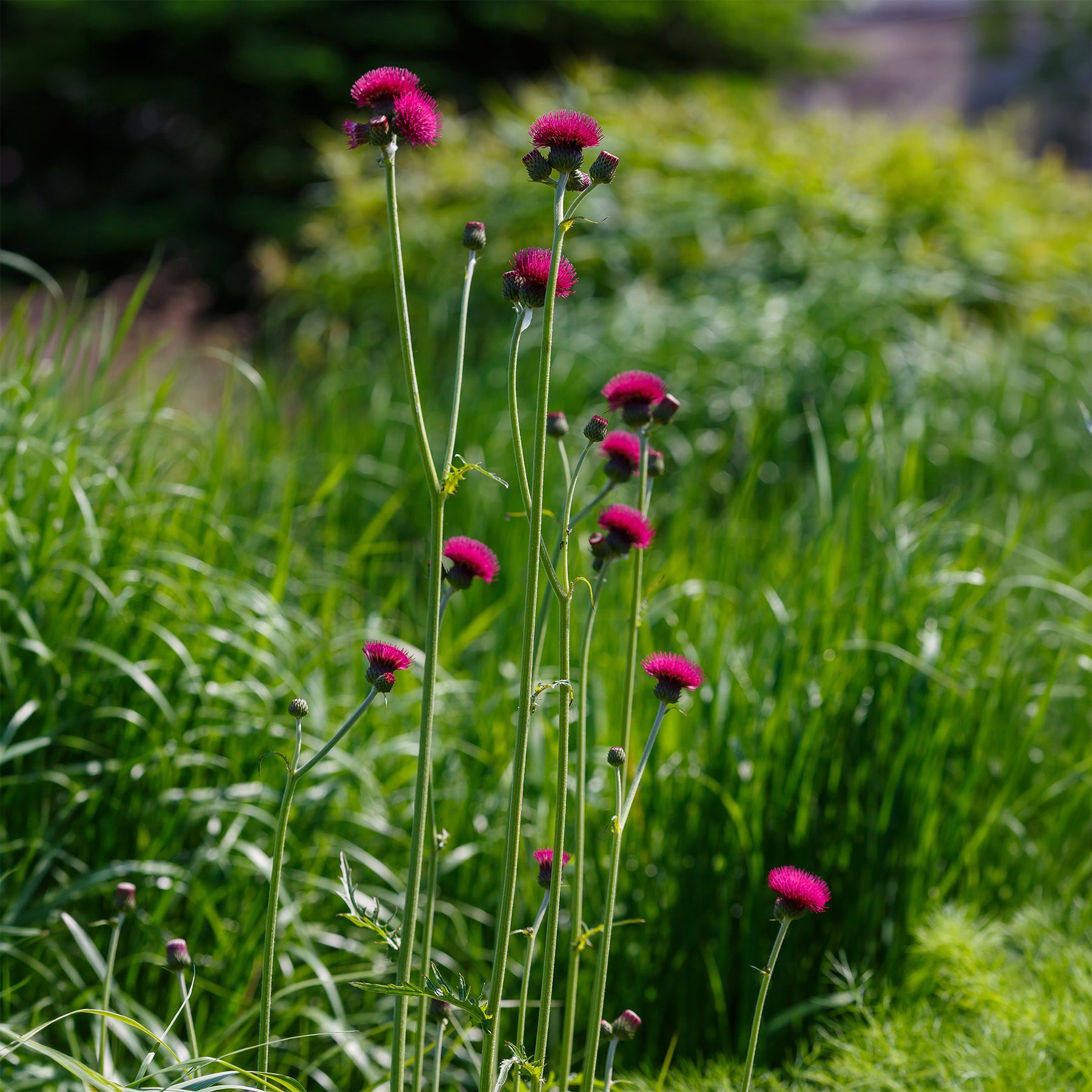 Vederdistel - Willemse