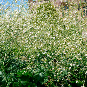 Bloeiende vaste planten - Hartvormige zeekool - Crambe cordifolia