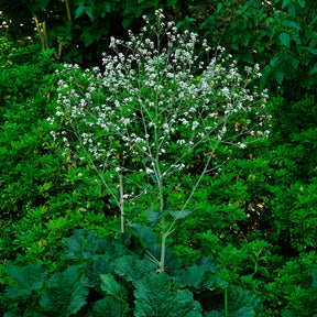 Crambe cordifolia - Hartvormige zeekool - Bloeiende vaste planten
