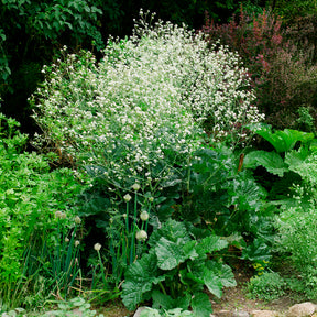 Verkoop Hartvormige zeekool - Crambe cordifolia