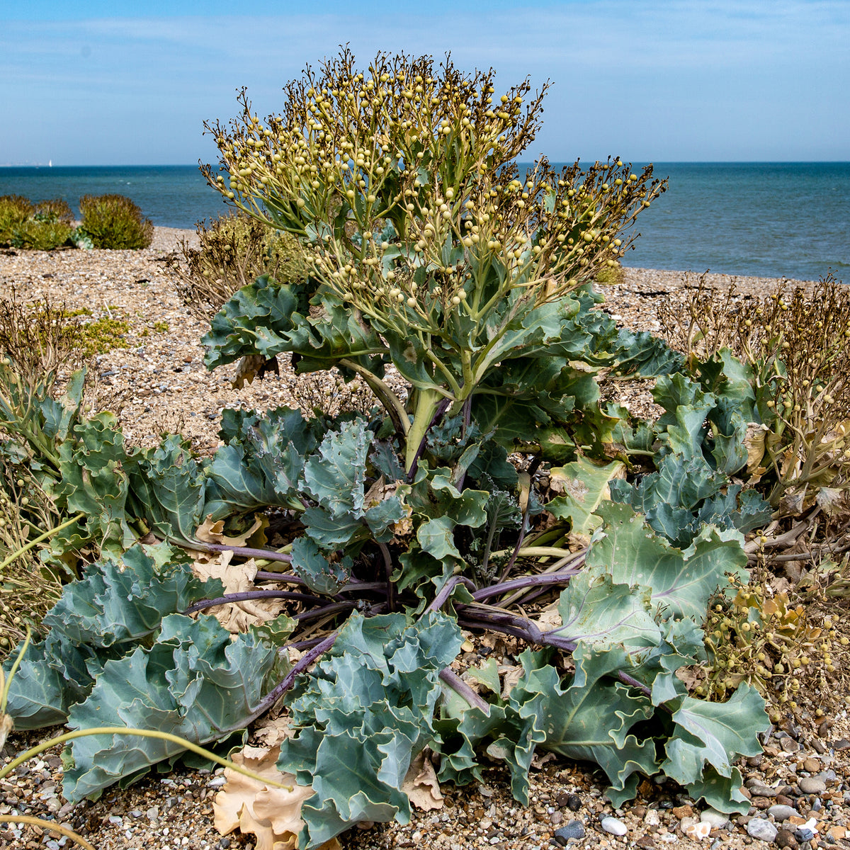 Zeekool - Crambe maritima - Willemse