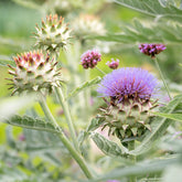 Sierartisjok - Willemse