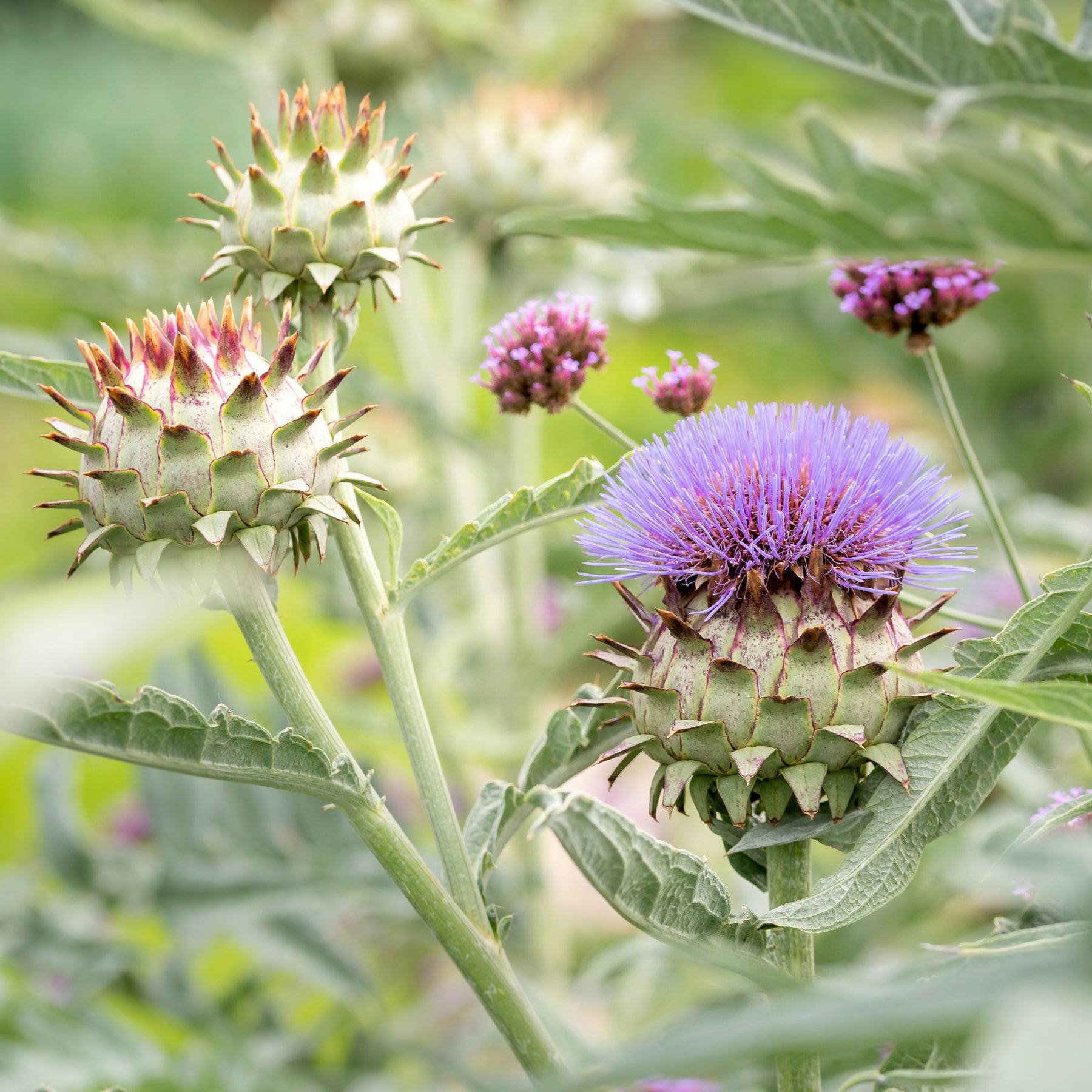 Sierartisjok - Willemse