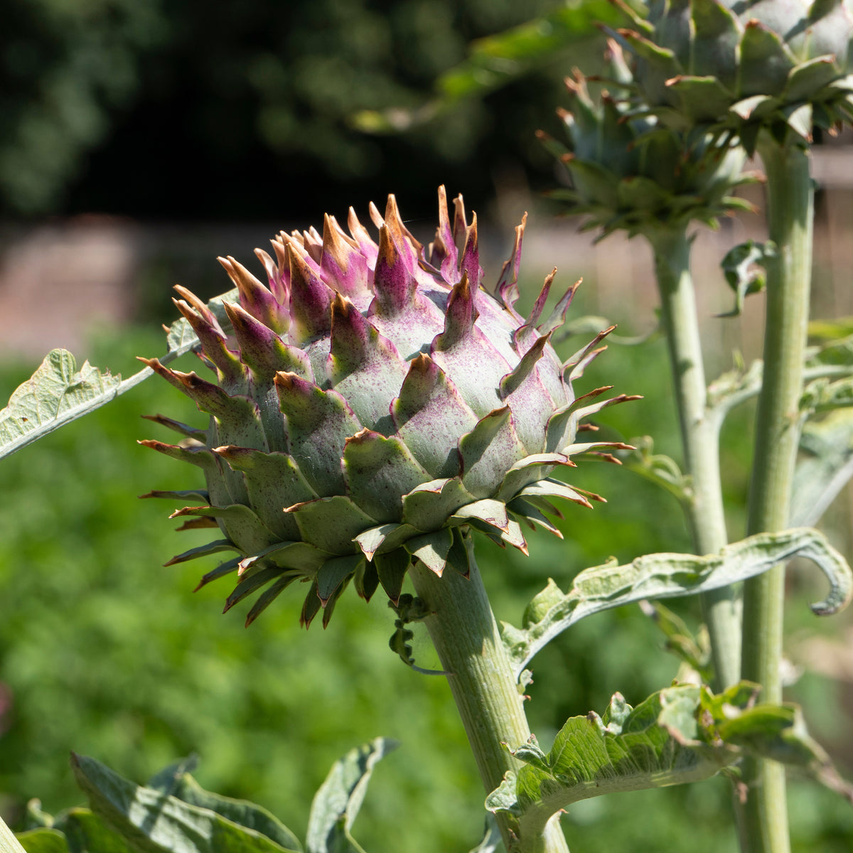 Sierartisjok - Cynara cardunculus - Willemse