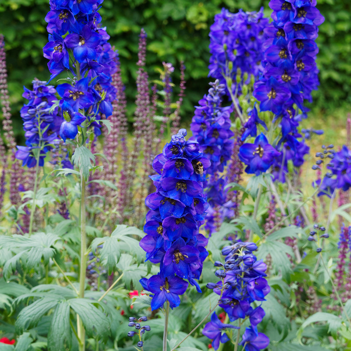 Ridderspoor belladone Bellamosum - Delphinium belladonna Bellamosum - Willemse