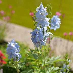Ridderspoor Cliveden Beauty - Delphinium ( belladonna group ) cliveden beauty - Willemse