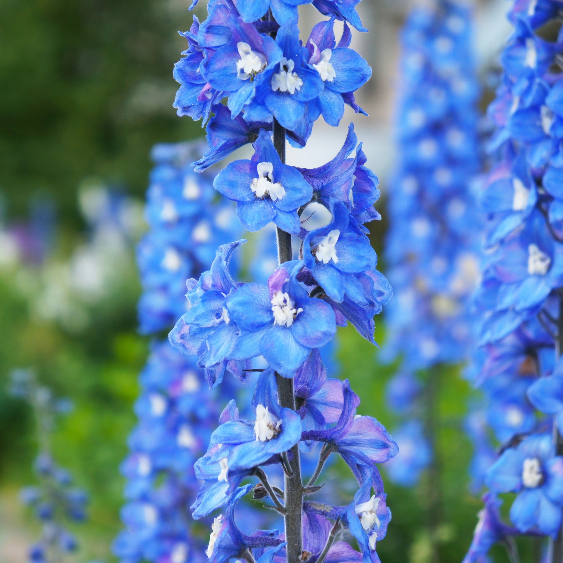 Ridderspoor Blue Bird - Delphinium Pacific Blue Bird - Willemse