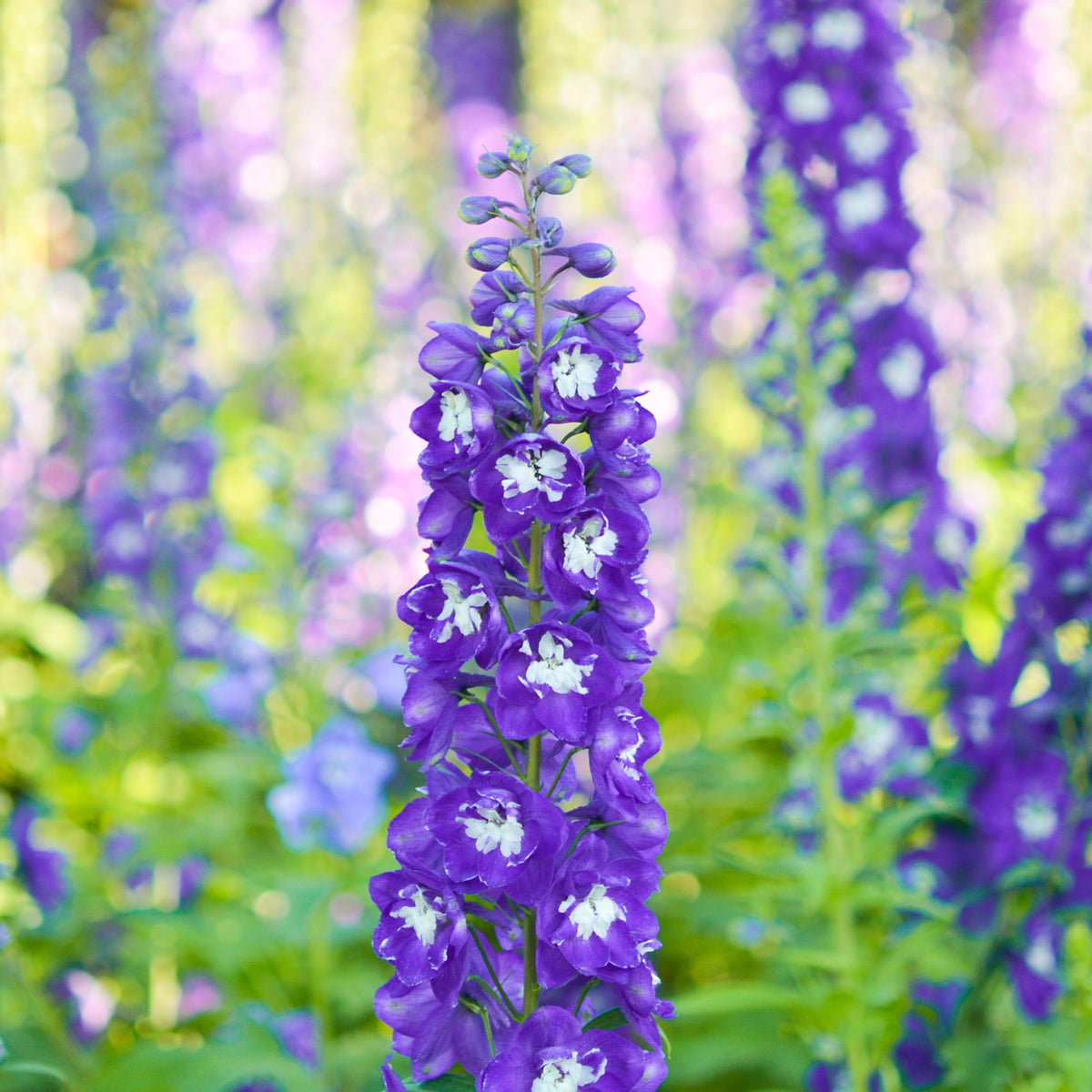 Delphinium Pacific King Arthur - Ridderspoor King Arthur - Delphinium