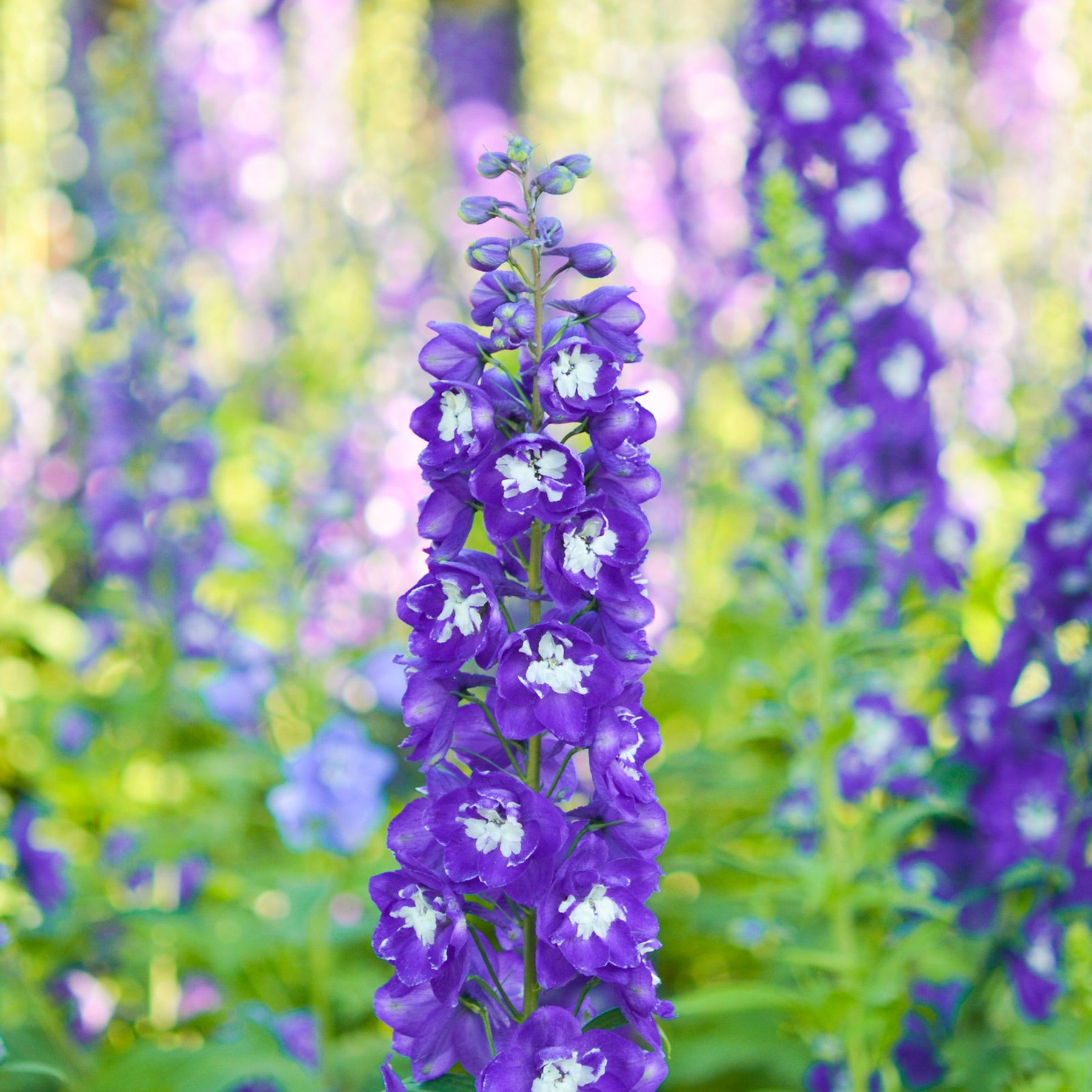 Delphinium Pacific King Arthur - Ridderspoor King Arthur - Delphinium